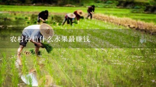 农村种植什么水果最赚钱