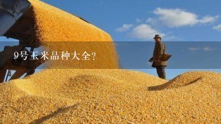 9号玉米品种大全？