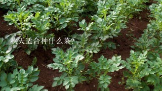 秋天适合种什么菜？