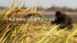 大棚夏季种植什么蔬菜比较合适？