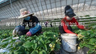 深圳市小马哥生鲜配送有限公司怎么样？