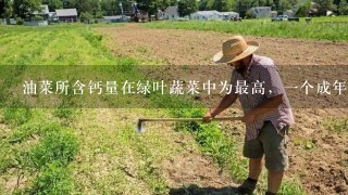 油菜所含钙量在绿叶蔬菜中为最高，1个成年人1天吃500克油菜，其所含钙、铁。()维生素A和C即可满足生理需求。()