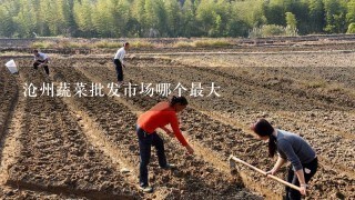 沧州蔬菜批发市场哪个最大