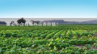 菠菜中含有哪些营养价值？