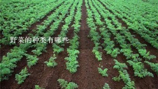 野菜的种类有哪些