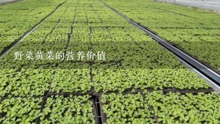 野菜黄菜的营养价值