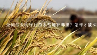 全国最大的绿化苗木基地在那里？怎样才能买到价格最优惠的苗木？