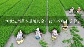 河北定州苗木基地的金叶莸30*50的什么价?