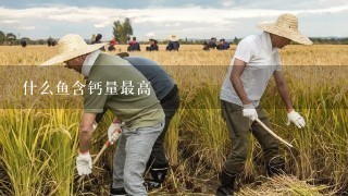 什么鱼含钙量最高