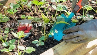 蔬菜沙拉里面有哪些菜?