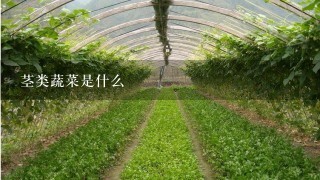 茎类蔬菜是什么