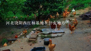 河北饶阳西红柿基地在什么地方