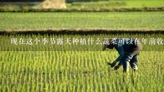 现在这个季节露天种植什么蔬菜可以在年前收割