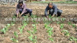 在湖北宜昌这样办理花卉苗木基地自产自销合格证