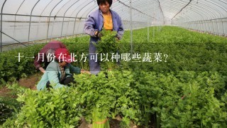 十1月份在北方可以种哪些蔬菜？