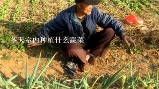 冬天室内种植什么蔬菜