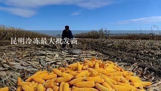 昆明冷冻最大批发商