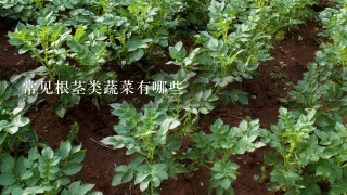 常见根茎类蔬菜有哪些