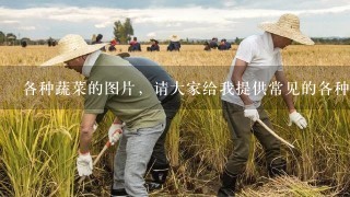 各种蔬菜的图片，请大家给我提供常见的各种蔬菜的图