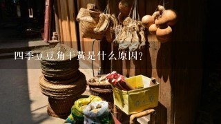 4季豆豆角干黄是什么原因？