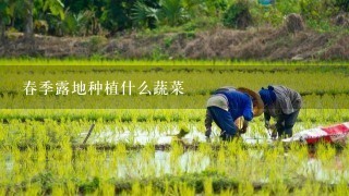 春季露地种植什么蔬菜