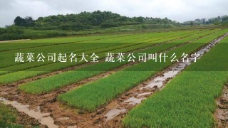 蔬菜公司起名大全 蔬菜公司叫什么名字