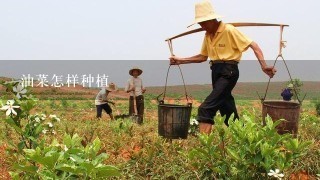 油菜怎样种植