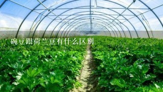 碗豆跟荷兰豆有什么区别