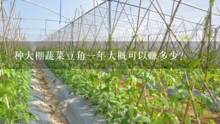 种大棚蔬菜豆角1年大概可以赚多少？