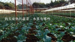 秋天成熟的蔬菜、水果有哪些