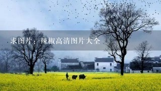 求图片：辣椒高清图片大全