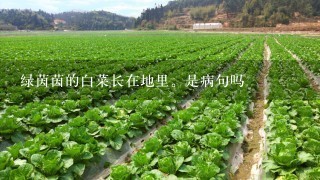 绿茵茵的白菜长在地里。是病句吗