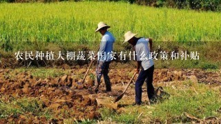 农民种植大棚蔬菜国家有什么政策和补贴