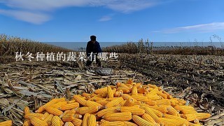 秋冬种植的蔬菜有哪些