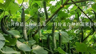 3月份适合种什么菜 3月份适合种的蔬菜有哪些