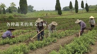 各种蔬菜的英文音标