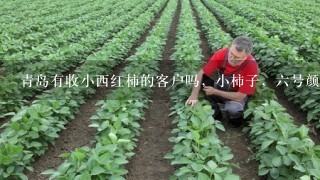 青岛有收小西红柿的客户吗，小柿子，6号颜色好