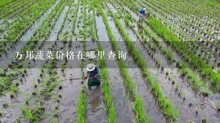 万邦蔬菜价格在哪里查询