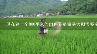 现在建1个800平米的肉鸭养殖简易大棚需要多少钱