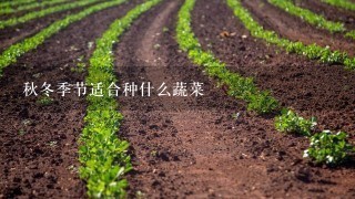 秋冬季节适合种什么蔬菜