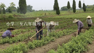 小学3至6年级所有的单词