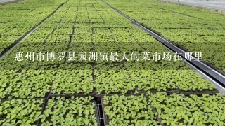 惠州市博罗县园洲镇最大的菜市场在哪里