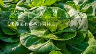 瓜类蔬菜有哪些共同特点？