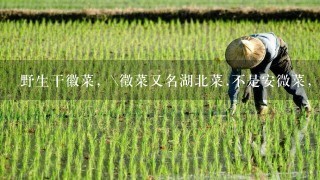 野生干徽菜，\徵菜又名湖北菜.不是安微菜，名叫微菜.大多出口曰本的那1种微菜收购价多少钱1斤？