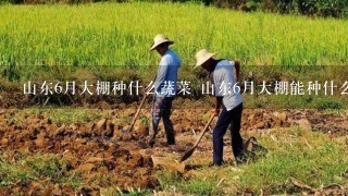 山东6月大棚种什么蔬菜 山东6月大棚能种什么