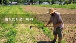 山东的野菜有哪些