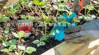 春天可以种什么蔬菜和水果简笔画