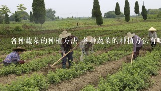 各种蔬菜的种植方法 各种蔬菜的种植方法有哪些