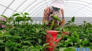 家庭种植什么蔬菜好养