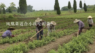 凤凰菜适合小孩吃的菜？